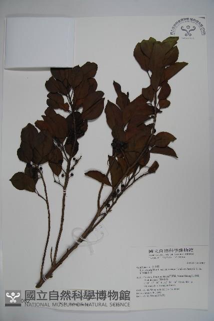 鐵冬青藏品圖，第1張