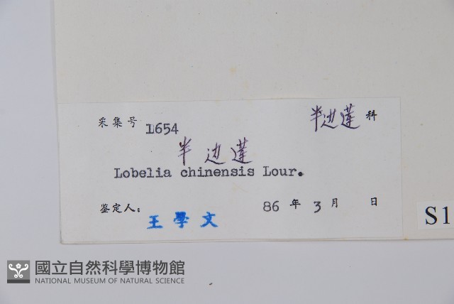 半邊蓮、鐮磨仔草藏品圖，第2張