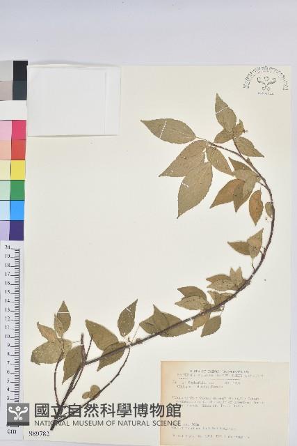 恆春鐵莧藏品圖，第1張