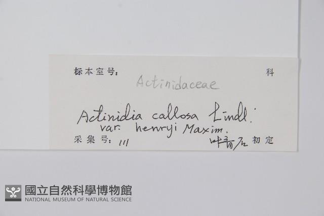 京梨獼猴桃藏品圖，第2張