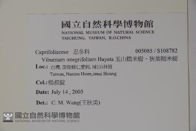 玉山糯米樹、狹葉糯米樹藏品圖，第2張