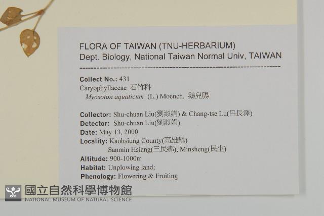 牛繁縷藏品圖，第2張