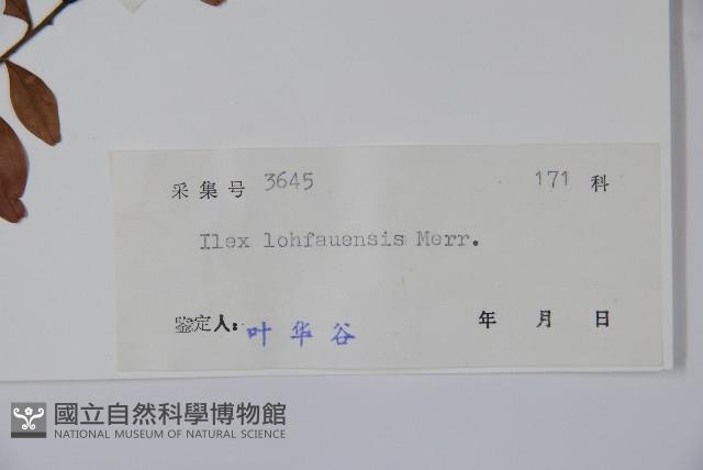 羅浮冬青、矮冬青藏品圖，第2張