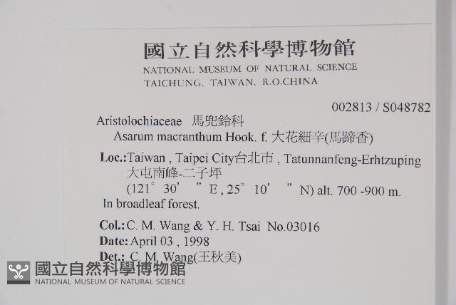 大花細辛、馬蹄香藏品圖，第2張