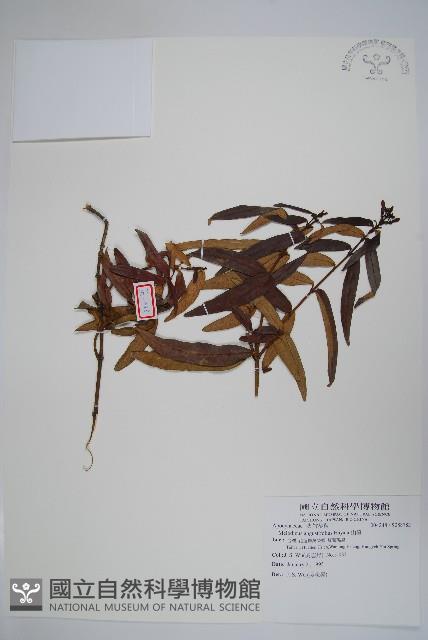 山橙藏品圖，第1張