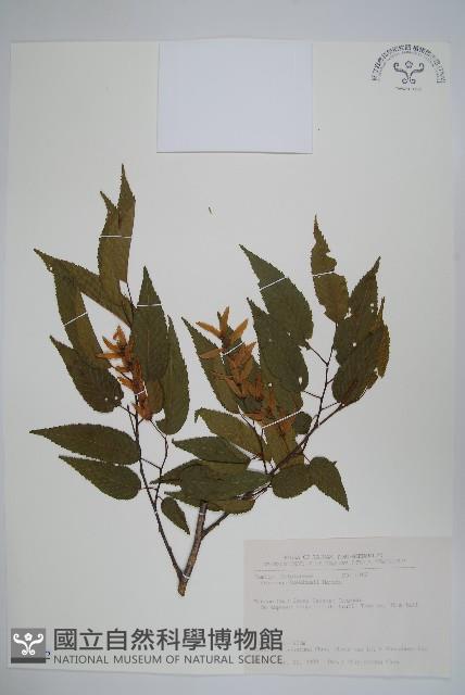 阿里山千金榆藏品圖，第1張