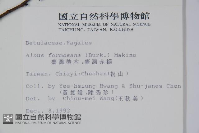 臺灣赤楊、臺灣榿木藏品圖，第2張