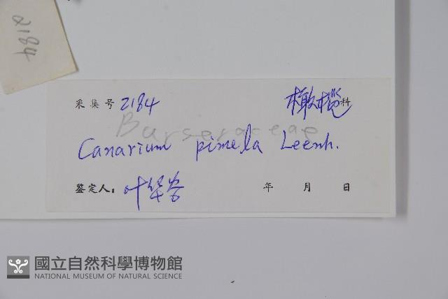 烏欖藏品圖，第2張