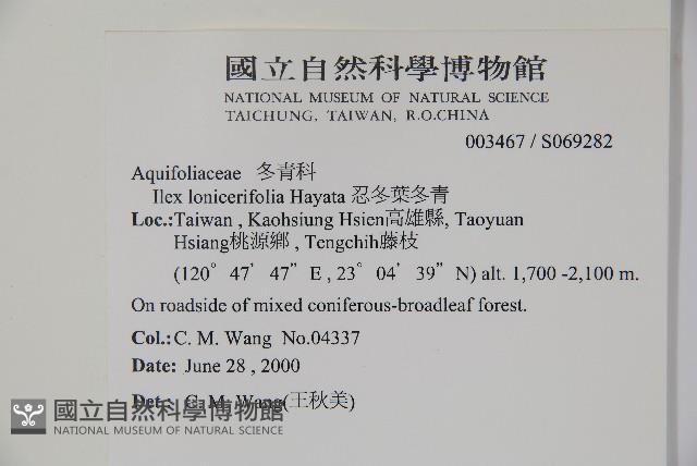 忍冬葉冬青藏品圖，第2張