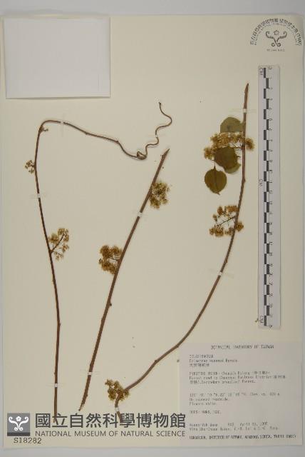 大葉南蛇藤藏品圖，第1張