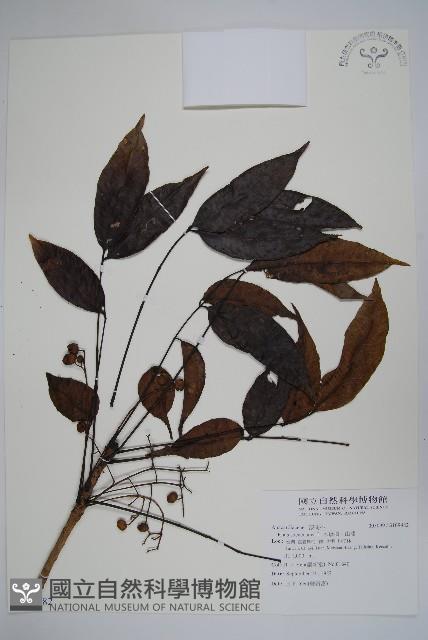 木蠟樹、山漆藏品圖，第1張