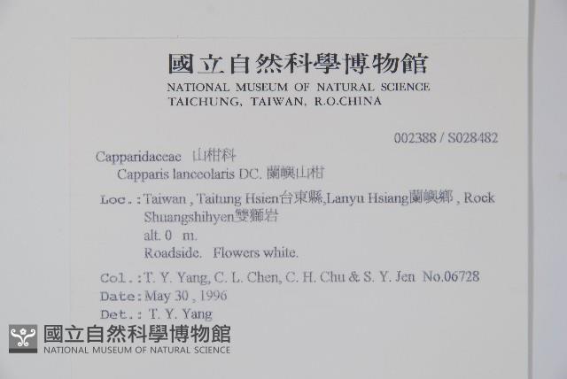 蘭嶼山柑藏品圖，第2張