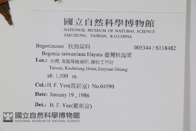 臺灣秋海棠藏品圖，第2張