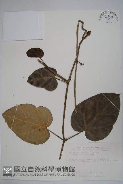 臺灣牛嬭菜藏品圖，第1張