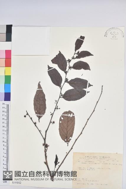 披針葉饅頭果藏品圖，第1張