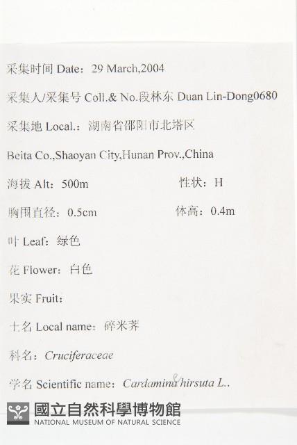 碎米薺藏品圖，第2張