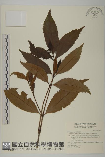 草珊瑚、紅果金粟蘭藏品圖，第1張