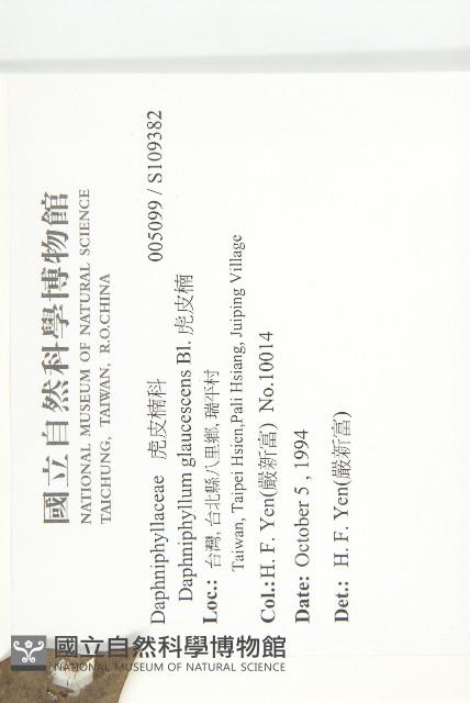 虎皮楠藏品圖，第2張