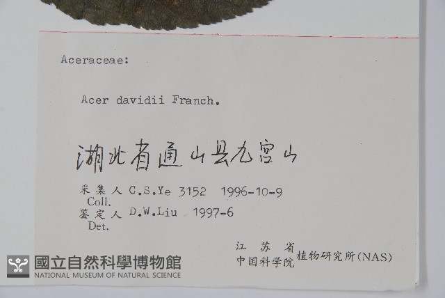 青榨槭藏品圖，第2張
