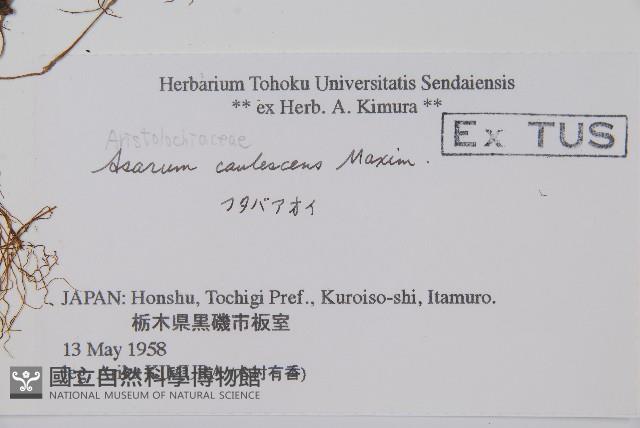 雙葉細辛藏品圖，第2張