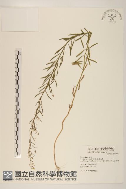 加拿大蓬藏品圖，第1張