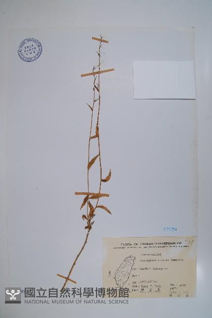 高山沙參藏品圖，第1張