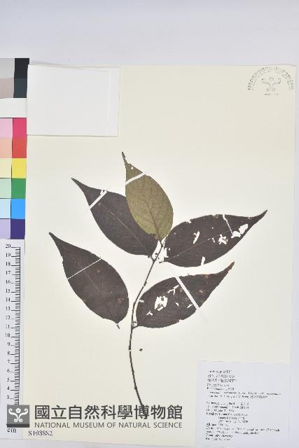 披針葉饅頭果藏品圖，第1張