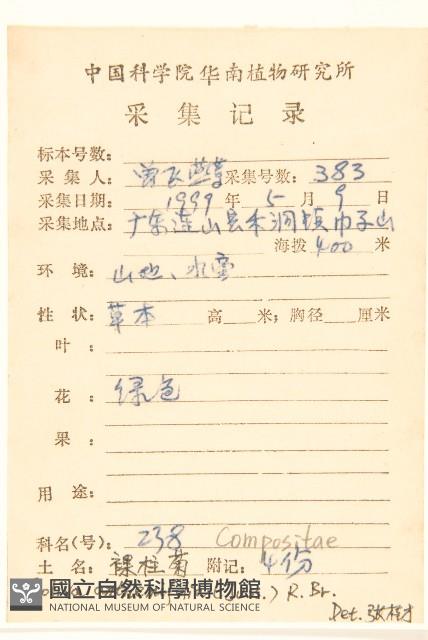 假吐金菊藏品圖，第2張