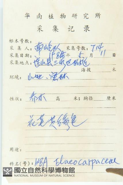 禿瓣杜英藏品圖，第2張