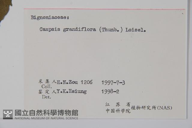 紫葳, 凌霄花藏品圖，第2張