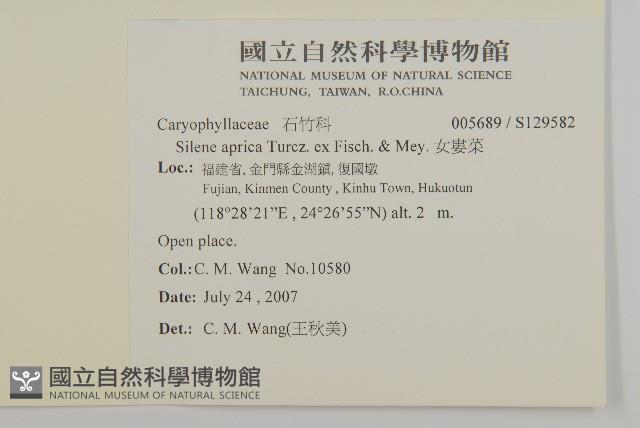 女婁菜藏品圖，第2張