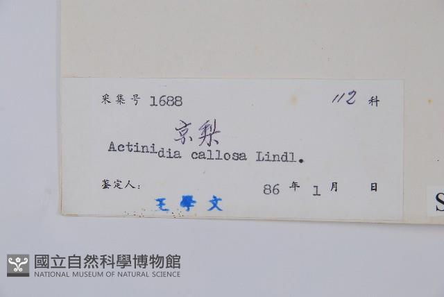 硬齒獼猴桃藏品圖，第2張