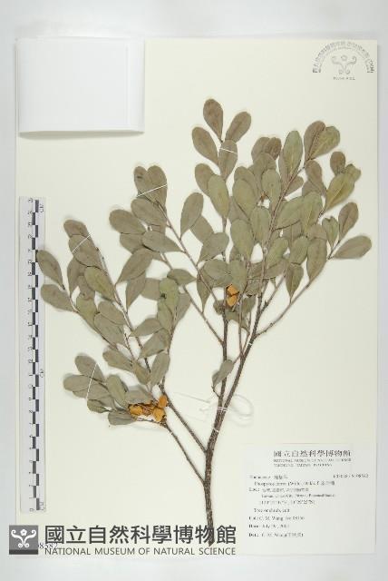 象牙柿藏品圖，第1張