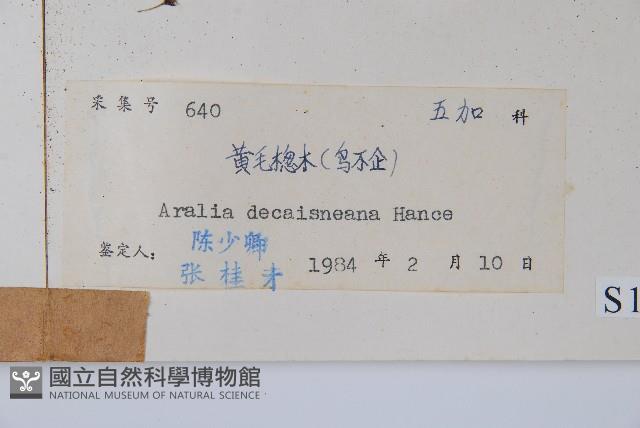 Decaisne angelica tree Collection Image, Figure 2, Total 2 Figures