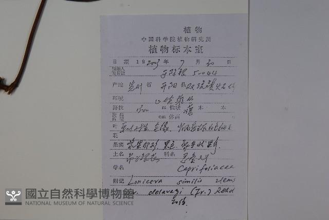 吊子金銀花藏品圖，第2張