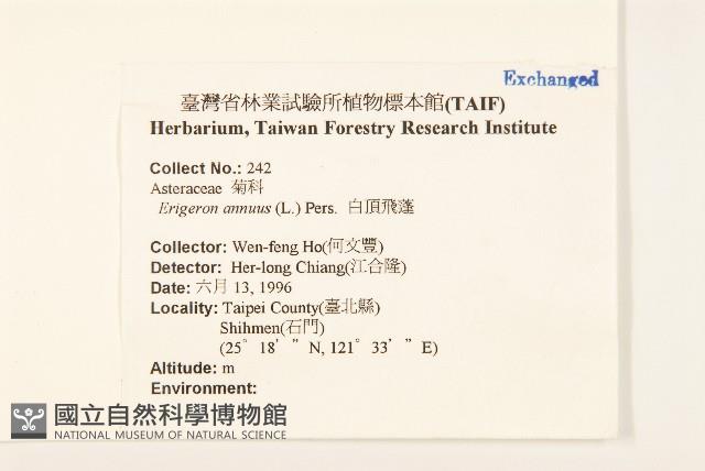 白頂飛蓬藏品圖，第2張