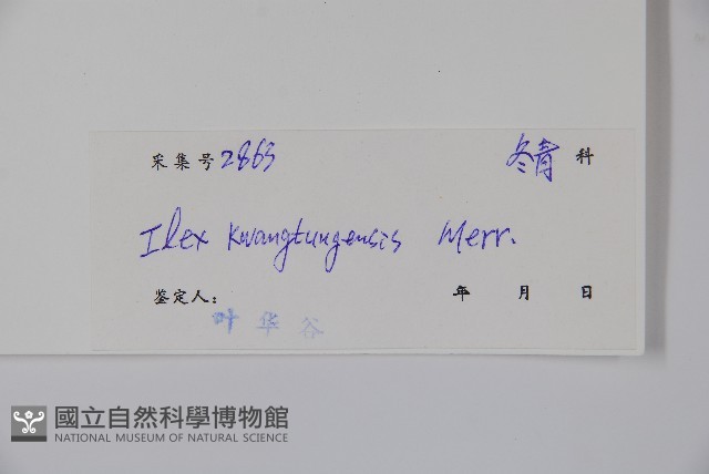 廣東冬青藏品圖，第2張
