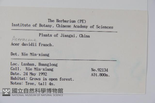 青榨槭藏品圖，第2張