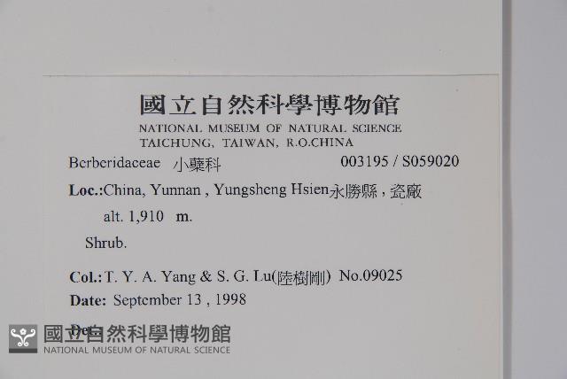 粉葉小檗藏品圖，第2張