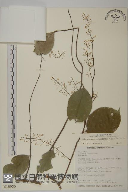 大葉南蛇藤藏品圖，第4張