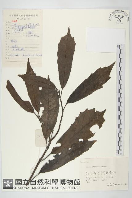 桃葉珊瑚藏品圖，第1張