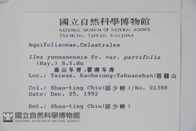 雲南冬青藏品圖，第2張