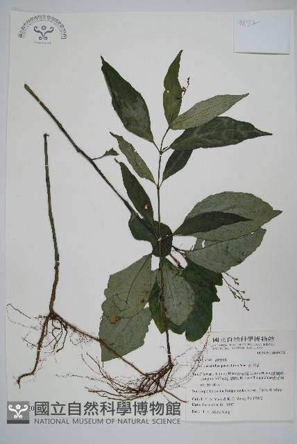 針刺草藏品圖，第1張