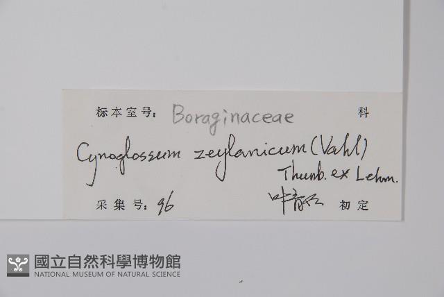 琉璃草藏品圖，第2張