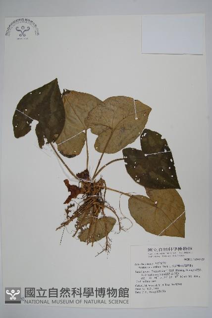 大花細辛、馬蹄香藏品圖，第1張