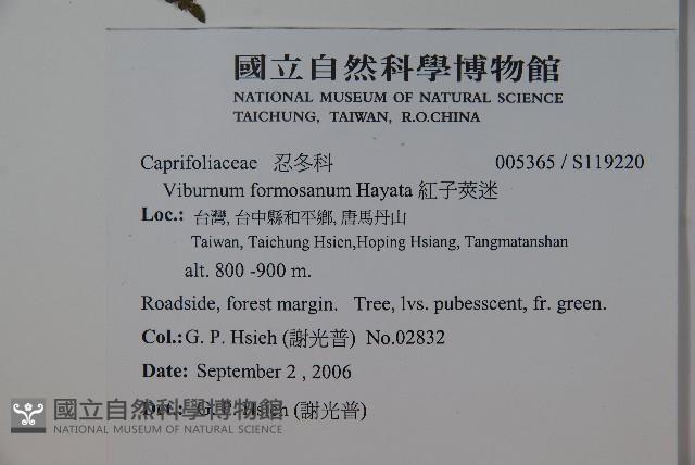 紅子莢迷藏品圖，第2張