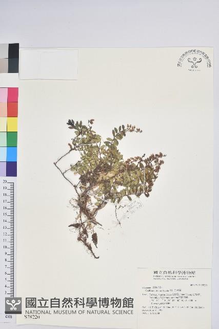 高山白珠樹藏品圖，第1張