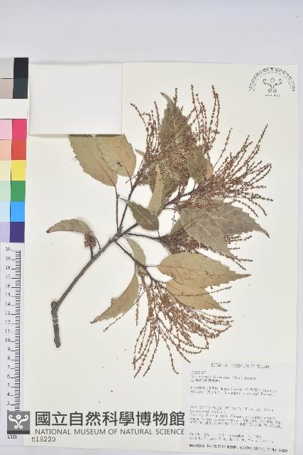 臺灣苦櫧藏品圖，第1張