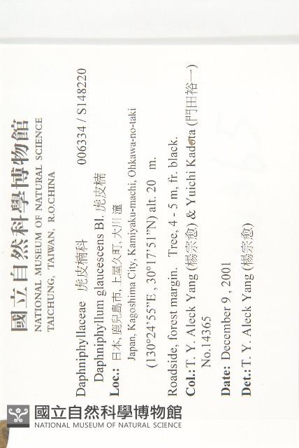 虎皮楠藏品圖，第2張