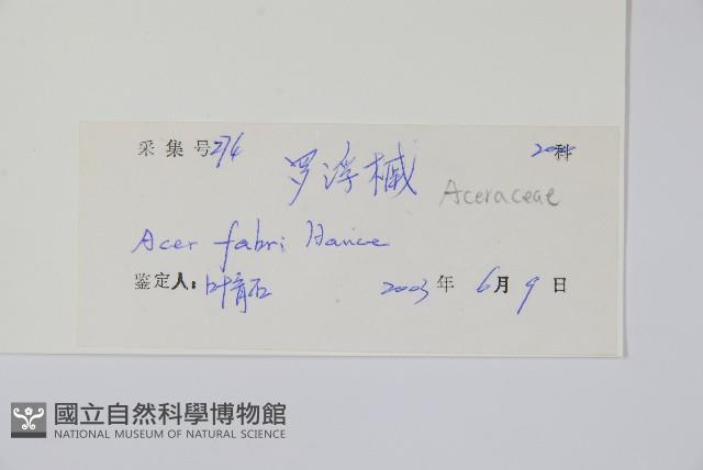 紅翅槭藏品圖，第2張